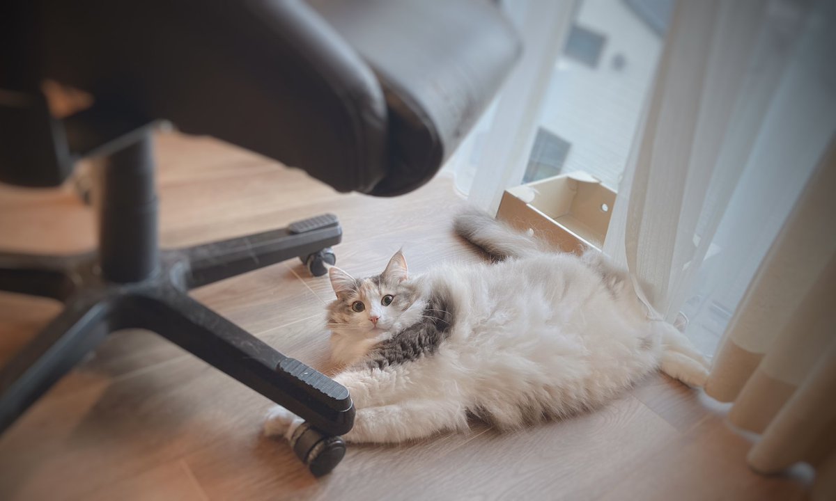 hotatechi's tweet photo. 敷き物みたいだね https://t.co/3P8DWAqnnk