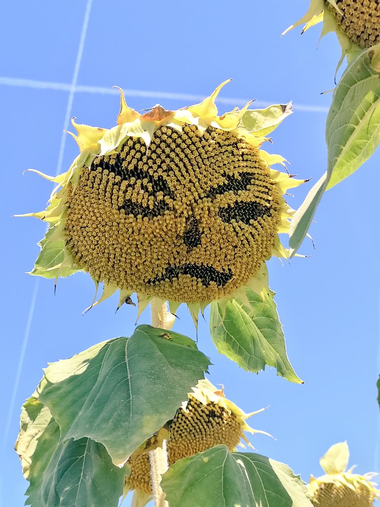 b_iseki's tweet photo. なんやこのヒマワリ?!! 🌻🤣🤣
巨大ヒマワリ畑に普通に立ってた😠
Is this natural??! 😂 

#ひまわり #sunflower #flower #France  #花 #散歩道 #写真 #photo #nature #ひまわり畑 #EMOJI #GoodVibes #FolloMe #フォローRT #picoftheday #sunshine #巨大 #キモカワイイ #いいね返し #BlueSky #夏 https://t.co/z4TCq3ZEMc