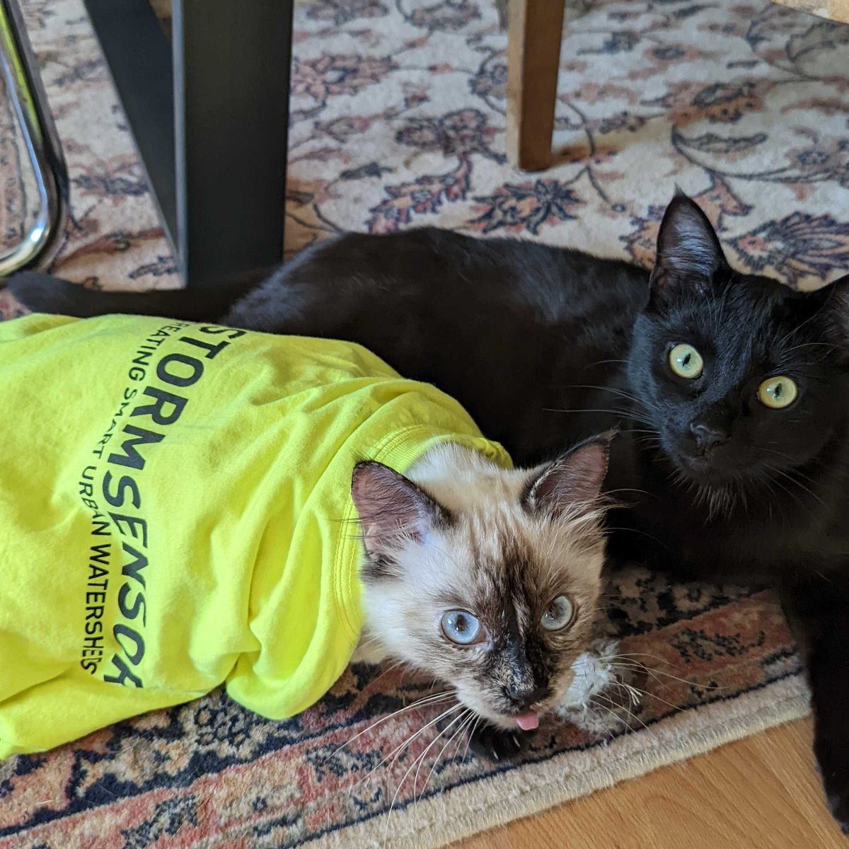 StormSensor tweet media