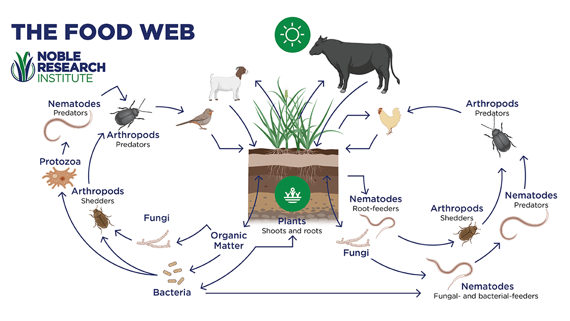 nobleresinst's tweet photo. As #farmers and #ranchers, our job is to do what we can to mimic how nutrients are cycled in natural grasslands, and then stay out of the way so we don’t short-circuit the cycles. #ecosystem #nutrientcycle #regenerativeagriculture
More: https://t.co/BOXa2aGqfB https://t.co/RdchzLXBsf
