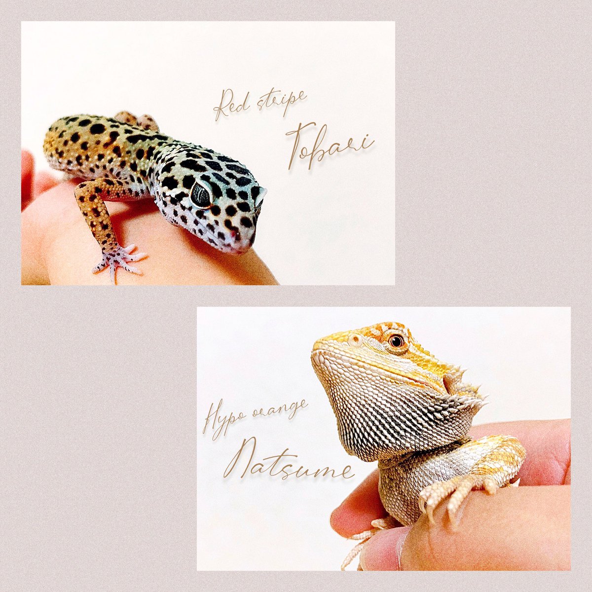 hk2wa's tweet photo. 愛しいきみたち
#ヒョウモントカゲモドキ #レオパードゲッコー #レオパ #フトアゴヒゲトカゲ #フトアゴ #爬虫類好きと繋がりたい #爬虫類の日 https://t.co/92abZrHUQM