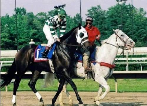 HORSERACING1002's tweet photo. DYNAFORMER (ROBERTO) #Dynaformer a G2 Stakes winner 🏆 in USA 🇺🇸. Sired 131 sw. Stood at Wafare Farm and @ThreeChimneys1 farm. https://t.co/4RtaIAMPU7