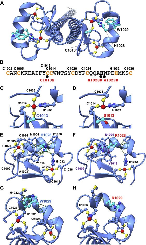 Pathogenic variants in the ZMYND8 gene are newly identified as a cause of syndromic intellectual disability with frequent structural cardiac anomalies #DevelopmentalDelay #IntellectualDisability #ZMYND8 gimjournal.org/article/S1098-…