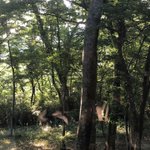 ツイートに含まれる画像