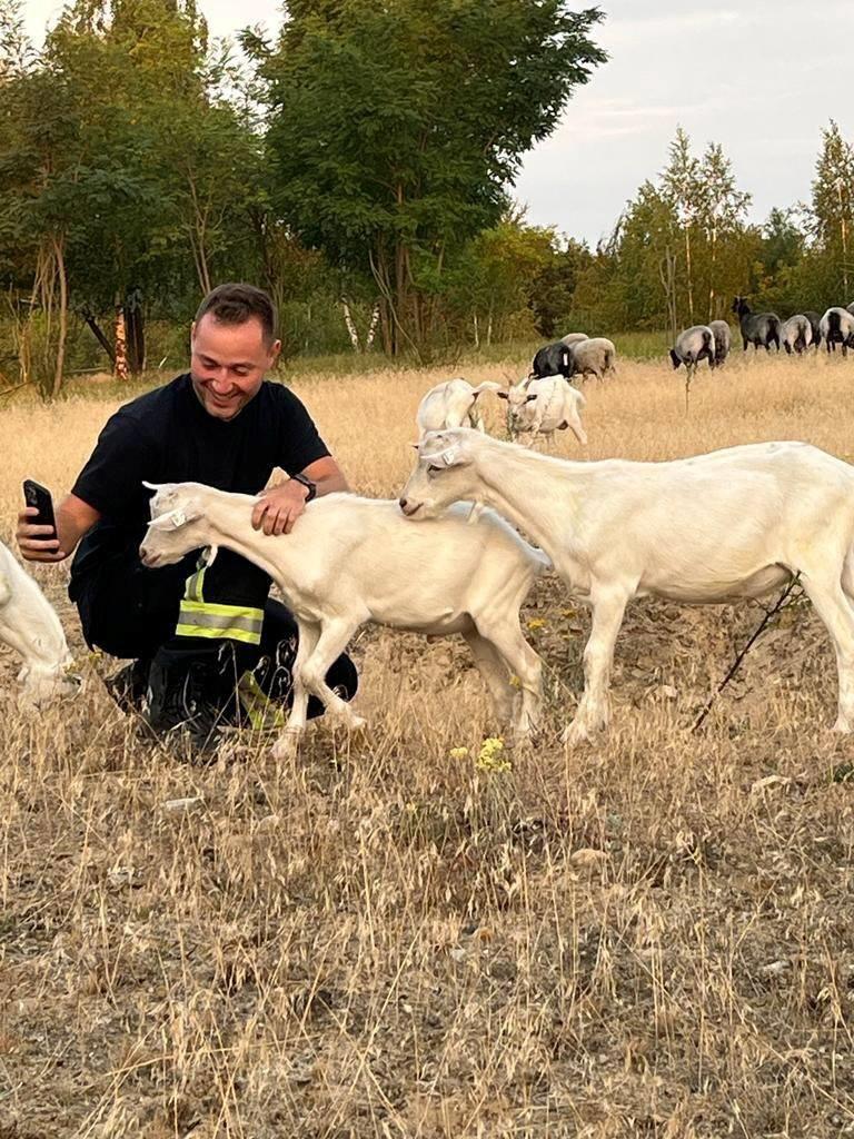 «Хорошая новость: овцы в безопасности!» — берлинские пожарные докладывают прямиком из Груневальда, они продолжают тушить склад с боеприпасами и лес. 

Правда, мы не уверены, что это овцы ... но давайте просто порадуемся вместе с берлинскими спасателями!