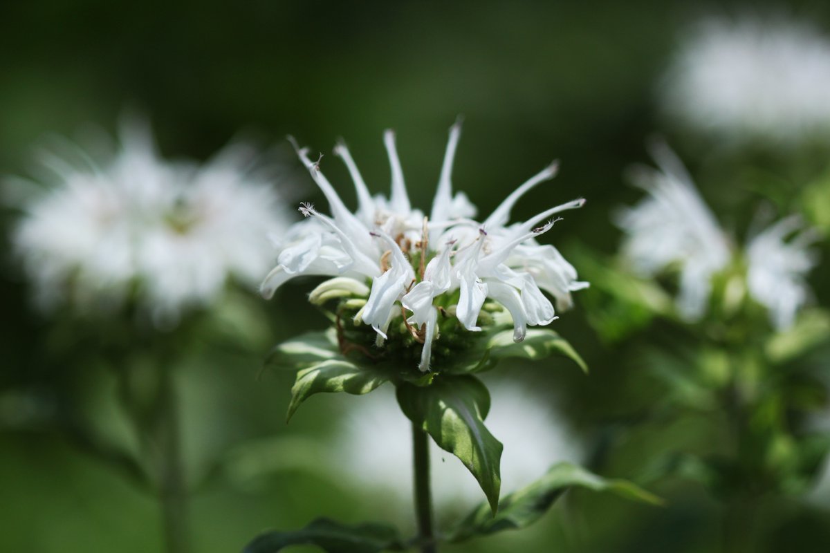 モナルダ Twitter Search Twitter