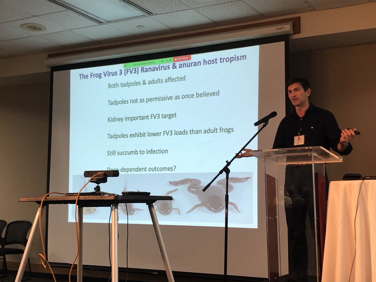 Anna Savage (@savagevolution) on Twitter photo Leon Grayfer putting the Lego pieces together explaining how endogenous retroviruses contribute to tadpole resistance to Ranavirus - super cool stuff!! #GARD2022 Leon Grayfer putting the Lego pieces together explaining how endogenous retroviruses contribute to tadpole resistance to Ranavirus - super cool stuff!! #GARD2022