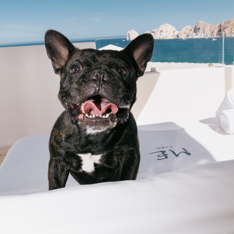 MEbyMelia's tweet photo. It's time for a holiday neither one of you will ever forget.
Adventure and relax await at @mecabo_hotel.
#MEbyMelia #MECabo #WeAreME