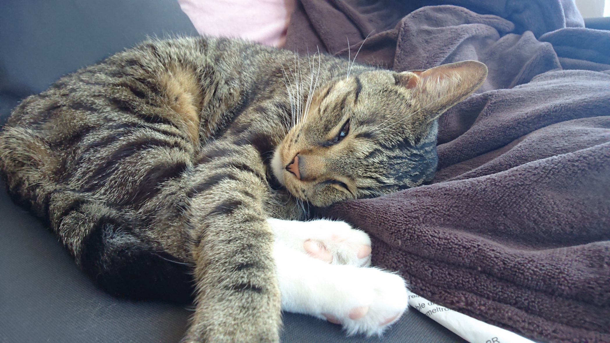 Ayumiinczech 半目で爆睡中 世界猫の日https T Co Cpnyavvdi0 Twitter