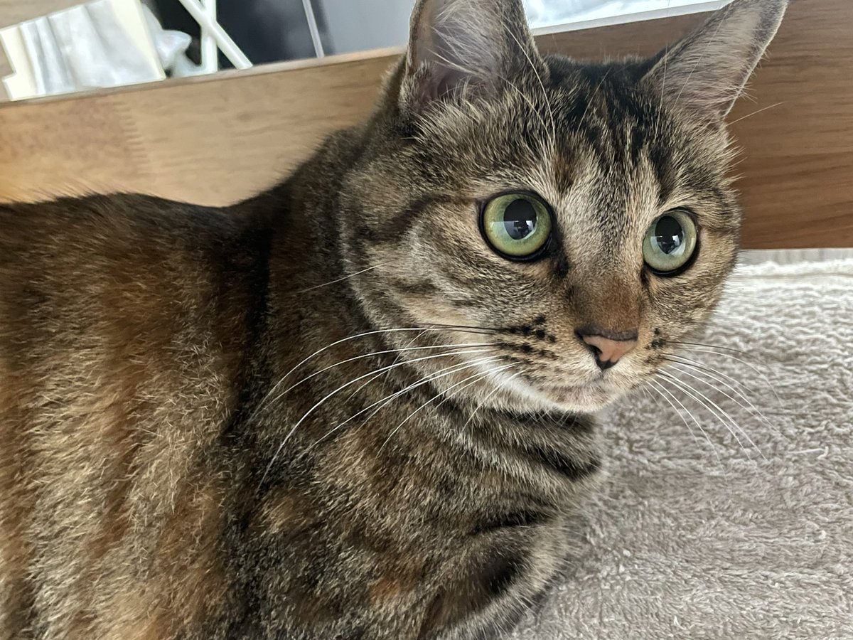 今日は #世界猫の日 🐾

#愛猫親ばか祭り 参加させてください🐾

のあ（黒猫♀8歳）、せな（キジトラ♂8歳）、もな（麦わら猫♀3歳）です💕

 #愛猫親ばか祭り2022
 #世界猫の日2022
 #sippo犬も猫もずっと家族