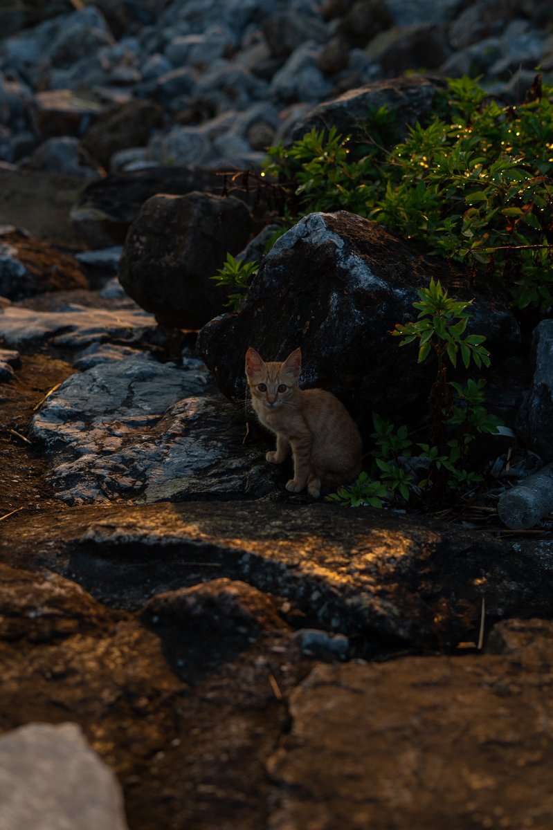 matttboniface's tweet photo. ねこ https://t.co/xeKzY3MaY2