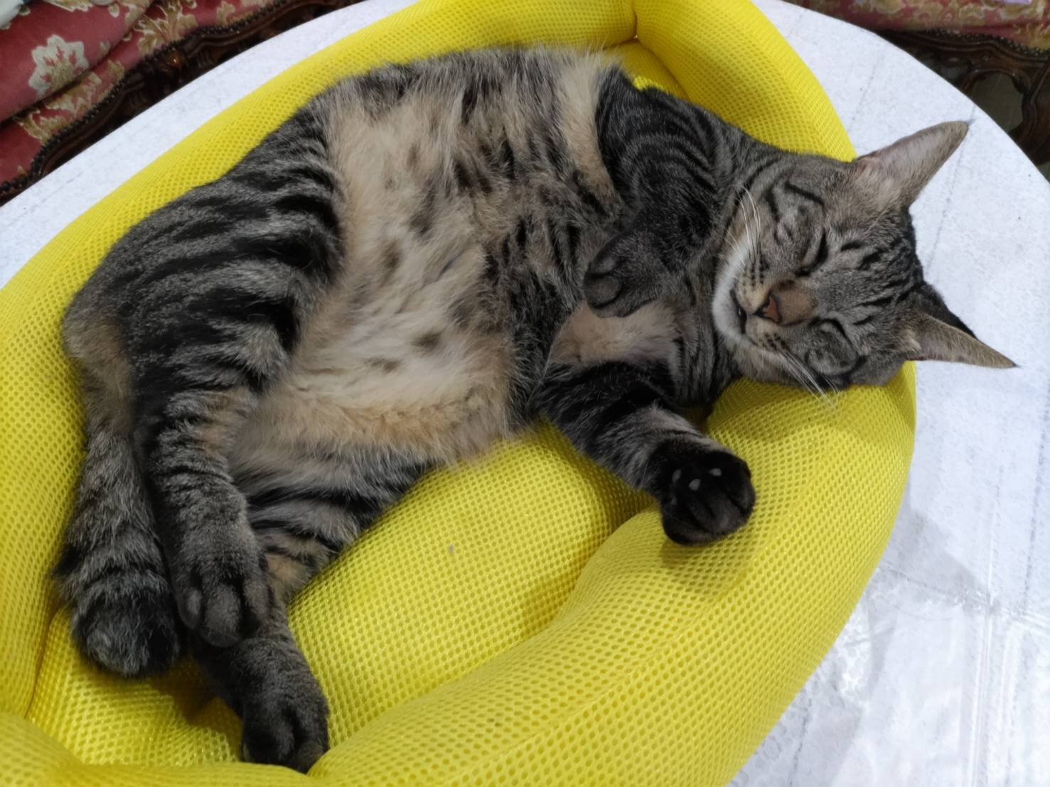 キュアミュウちゃん 猫の血統書ってよく分からない 我が家はみんな保護猫 シャムもラグドールもいるよ 血統書にこだわる人からすれば雑種だよって言われるのかもしれないけど キジだって サバだって ハチワレだって日本猫っていうブランドだよね