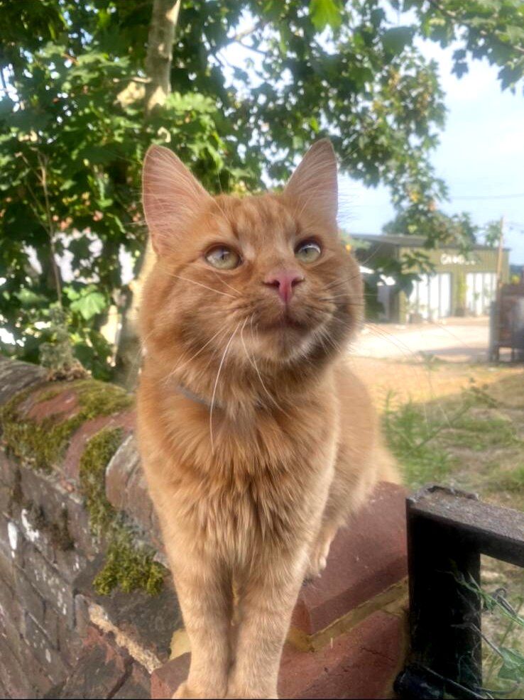 theginkitchen's tweet photo. Today is International Cat Day! 🐈
 
We caught our beautiful ginger cat Tikka sunbathing with a watchful eye on edible treats.
 
Snuggle your cat today more and have a glass of The GInger Cat Gin to celebrate. https://t.co/3ESMqSqont