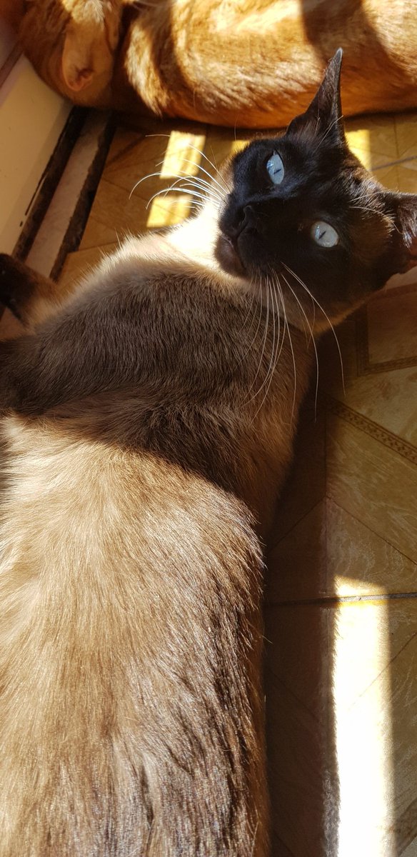 annechoya's tweet photo. Happy cat day 🥺🥰 Ron, Xiao and my little angel Joker 🕊💕 #catday https://t.co/x0hd8a4DE9