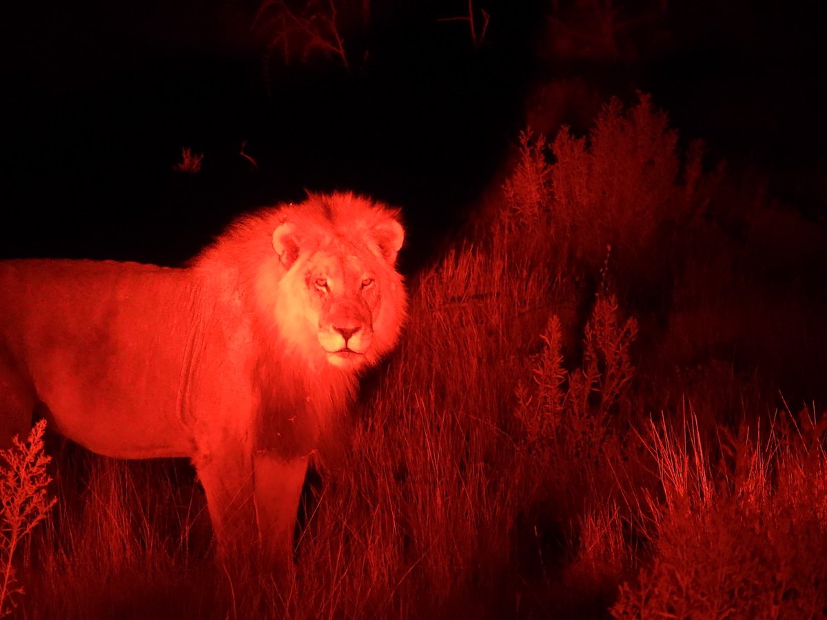 NaturetasticWH's tweet image. My first #Naturetastic film from my wildlife adventure in Namibia!
It’s about Hyenas and Lions, lots of facts, and why the Lion King film wasn’t quite!

youtu.be/4u7G0TOHRLc

Filmed in the @EtoshaNP, a place that helps conserve over 114 different mammal species, and much more!