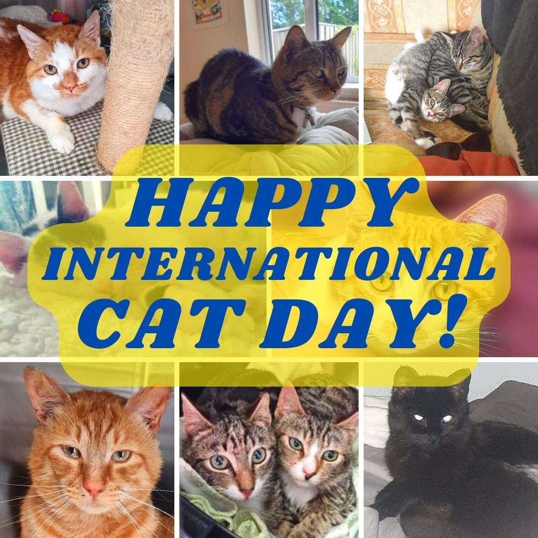 Happy International Cat Day! 😺🐾💕🐱🐈

All the cats featured in this photo are available for adoption 🥰

#CatDay
#ınternationalcatday 
#adoptdontshop 
#northwexfordspca