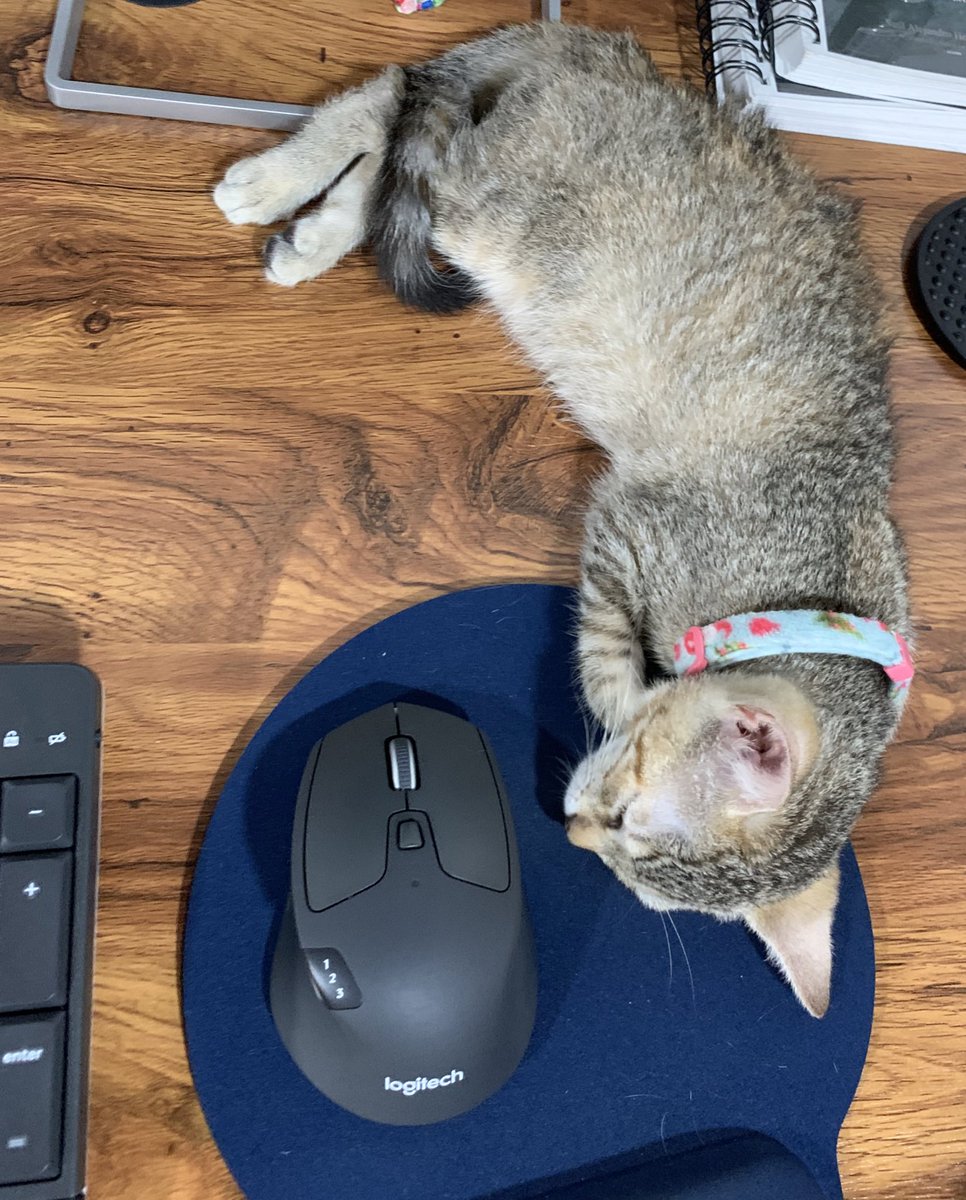 Lua durmiendo en mi escritorio es lo mejor de mis días laborales