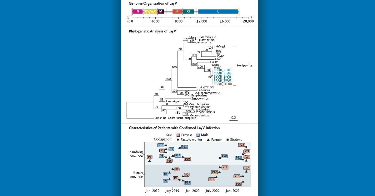 NEJM's tweet photo. In this report, investigators in China identified a new henipavirus associated with a febrile human illness. This virus was also found in shrews. https://t.co/FYX4KazyC6 https://t.co/SC1EAcGeNC