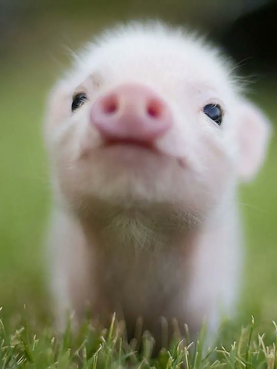 Cute Animals tweet media