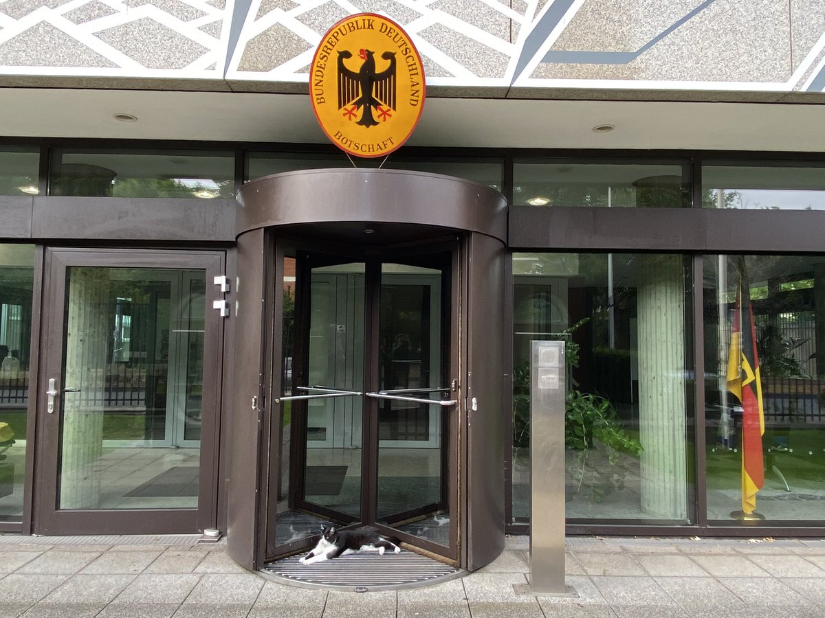 GermanyinNL's tweet photo. Einen schönen #Weltkatzentag wünschen die #diplocats der 🇩🇪Botschaft Den Haag: Hayati, Akila, Nora und eine unbekannte Besucherin 🐾🐾
#wereldkattendag #WorldCatDay #InternationalCatDay https://t.co/In1hHvbhI5