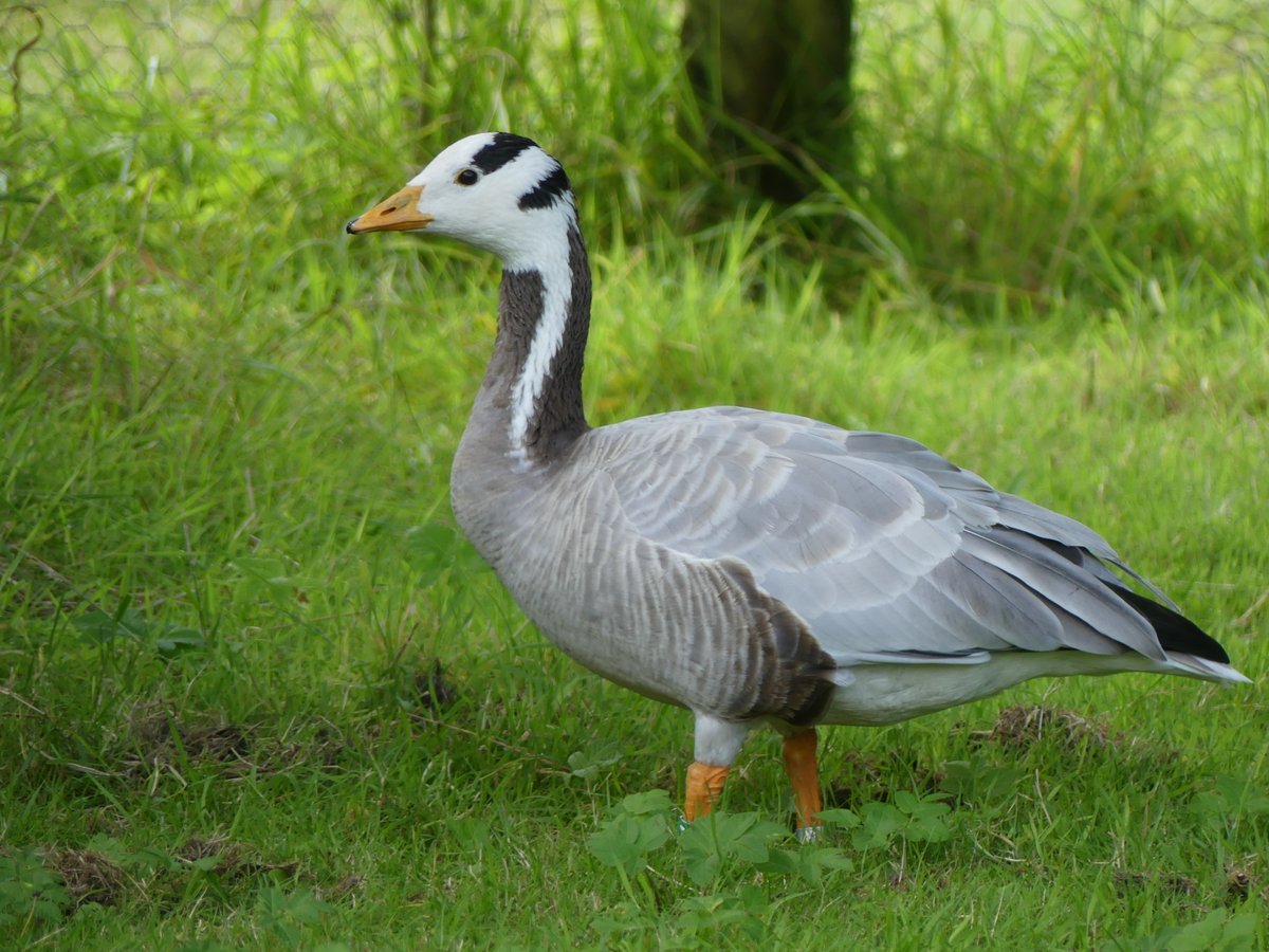 I wonder why it’s called a bar-headed goose 🤔🤣❗️ @WWTMartinMere #goose #geese #waterfowl #nature #duck #birds #ducks #wildlife #bird #naturephotography #birdsofinstagram #geeseofinstagram #photography #wildlifephotography #animals #birdphotography #ducksofinstagram #birding