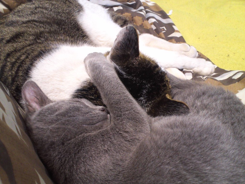 تويتر Pikaru على تويتر 世界猫の日 猫は究極の癒し T Co Jrtdwjvccy