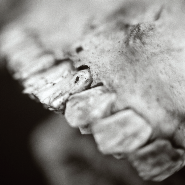 I, PARASITE TO RELEASE NEW ALBUM, ÖSTERLANDEN, ON SEPTEMBER 2, 2022

Read More: darkvisionmedia.com/osterlanden/
 
Pre-orders: iparasite.bandcamp.com/album/sterland…