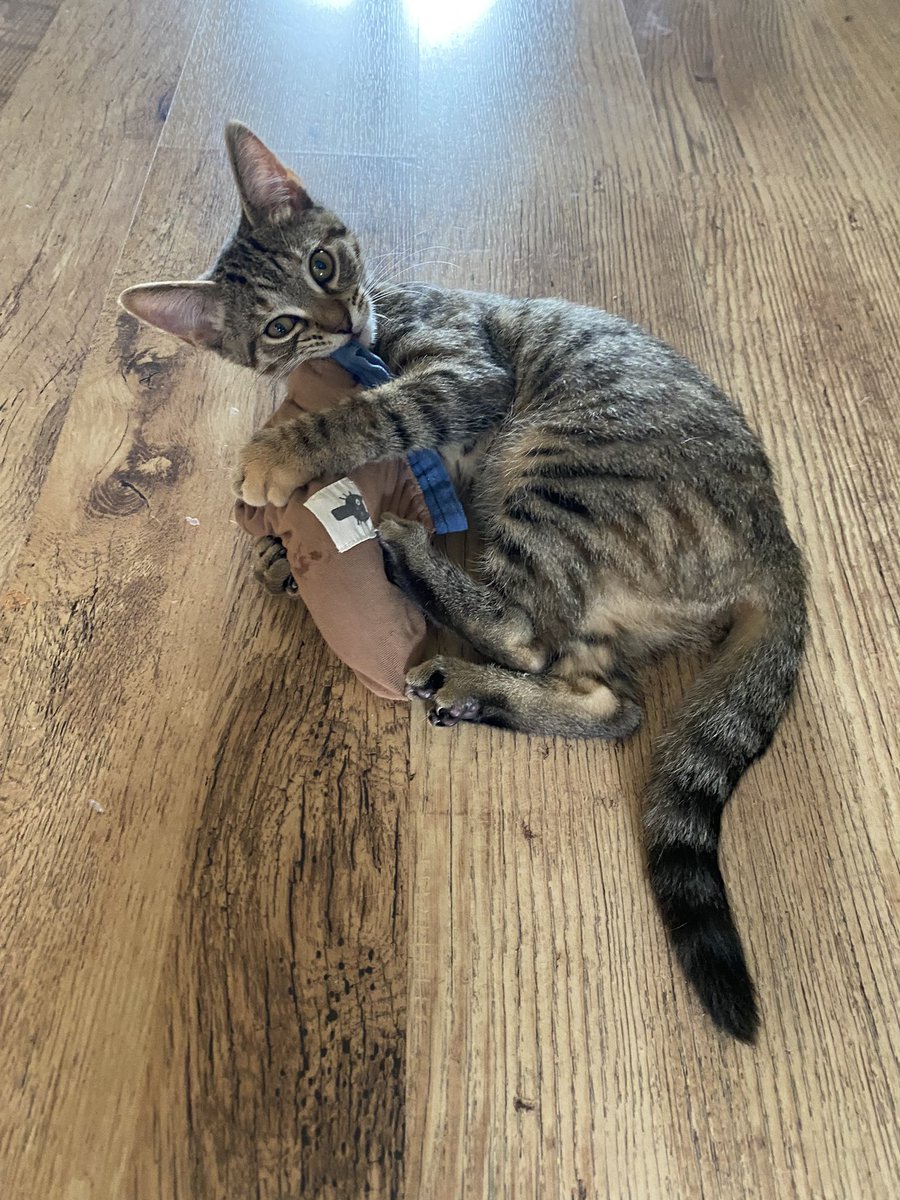 #InternationalCatDay.