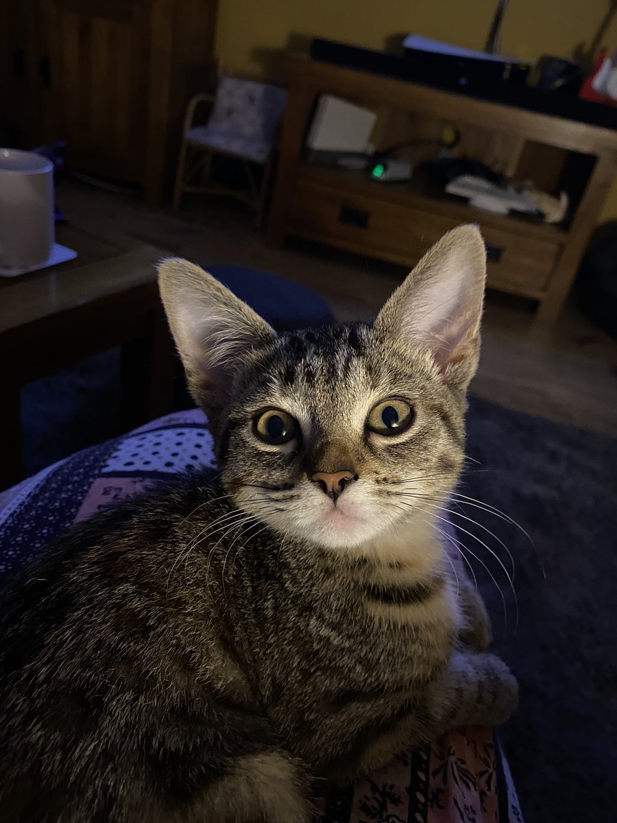 Bluepip's tweet photo. #InternationalCatDay. https://t.co/Xvf2utalp2