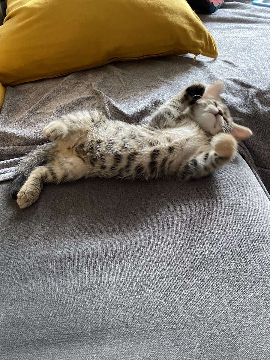 Bluepip's tweet photo. #InternationalCatDay. https://t.co/Xvf2utalp2
