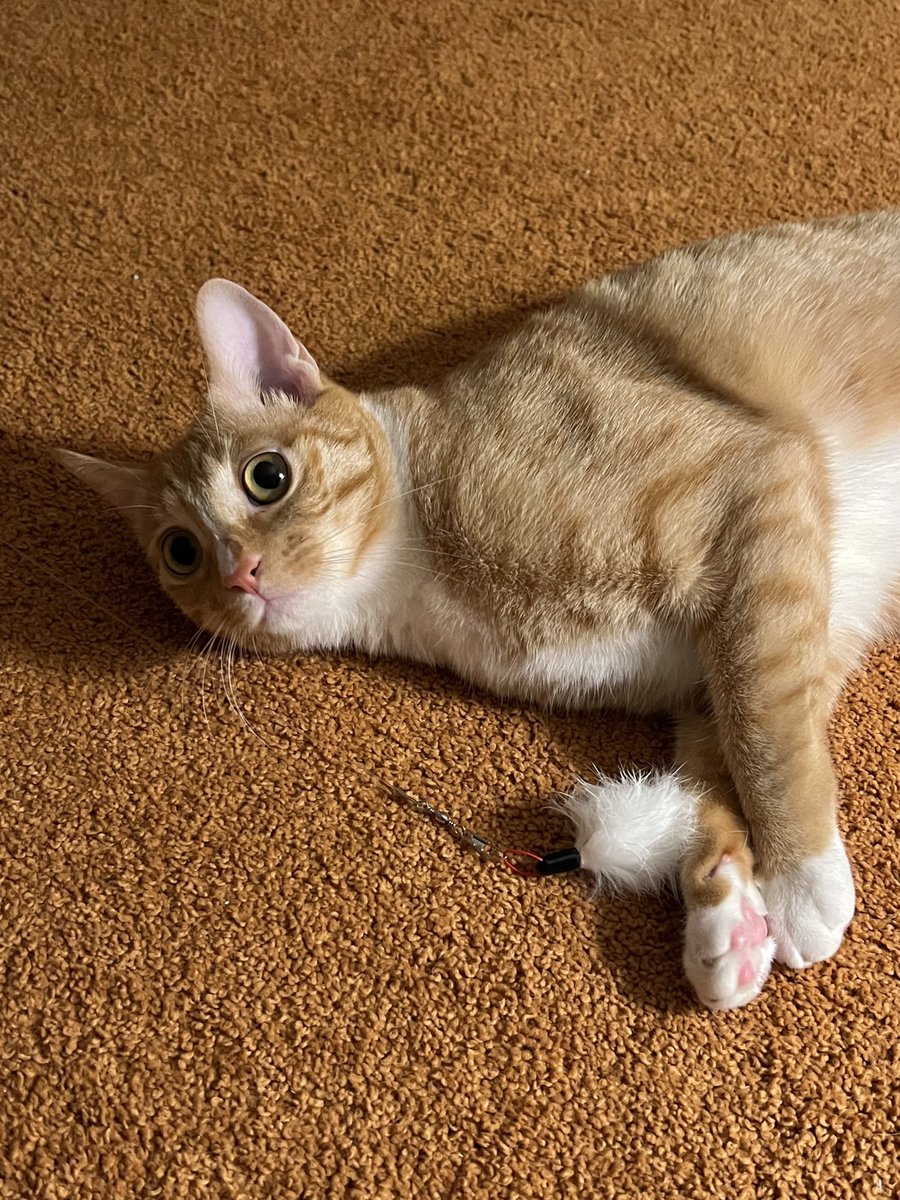 #세계고양이의날 포리