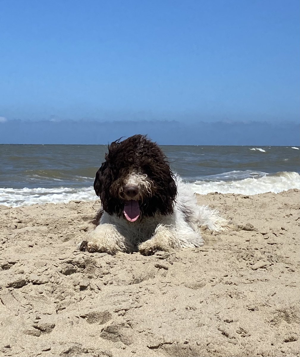 susanneplomp's tweet photo. @scheulderman75 @SanderSchimmelp Super! #Lagotto geweldig ras. Wij hebben een Bella😊 https://t.co/rFgMya23EB