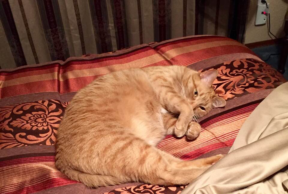 crystal_inman's tweet photo. My furry love, Simba. ❤️ 
#Simba #InternationalCatDay https://t.co/RlXWj8CSKM