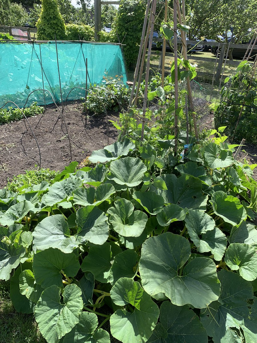 El Hombre Invisible tweet media