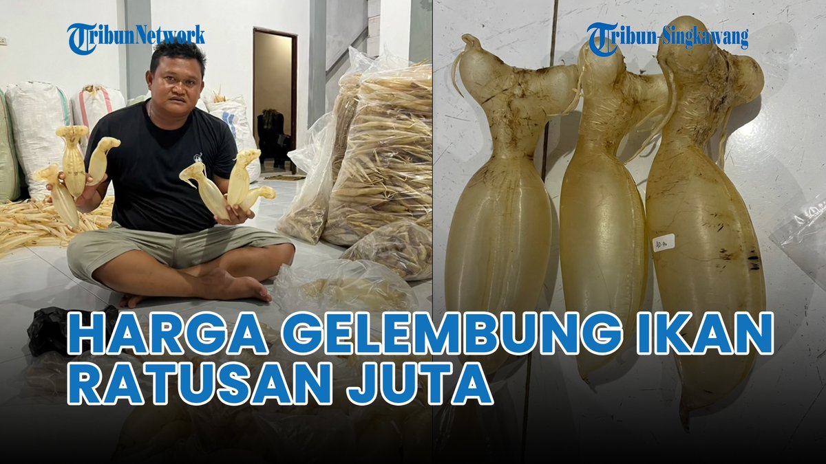tribunpontianak's tweet photo. ®️ 🔴 Pria Pamer Gelembung Ikan Berharga Ratusan Juta https://t.co/r8nc94PXrg lewat @YouTube
#pria #pamer #gelembung #ikan #gulama #tirus #fishmaw #airbladder #gasbladder #swimbladder
Suaminya Panic Asia Tenggara Rabiot Pink Venom Korea Mouse Asyura Senin https://t.co/TcgBJuPDb0