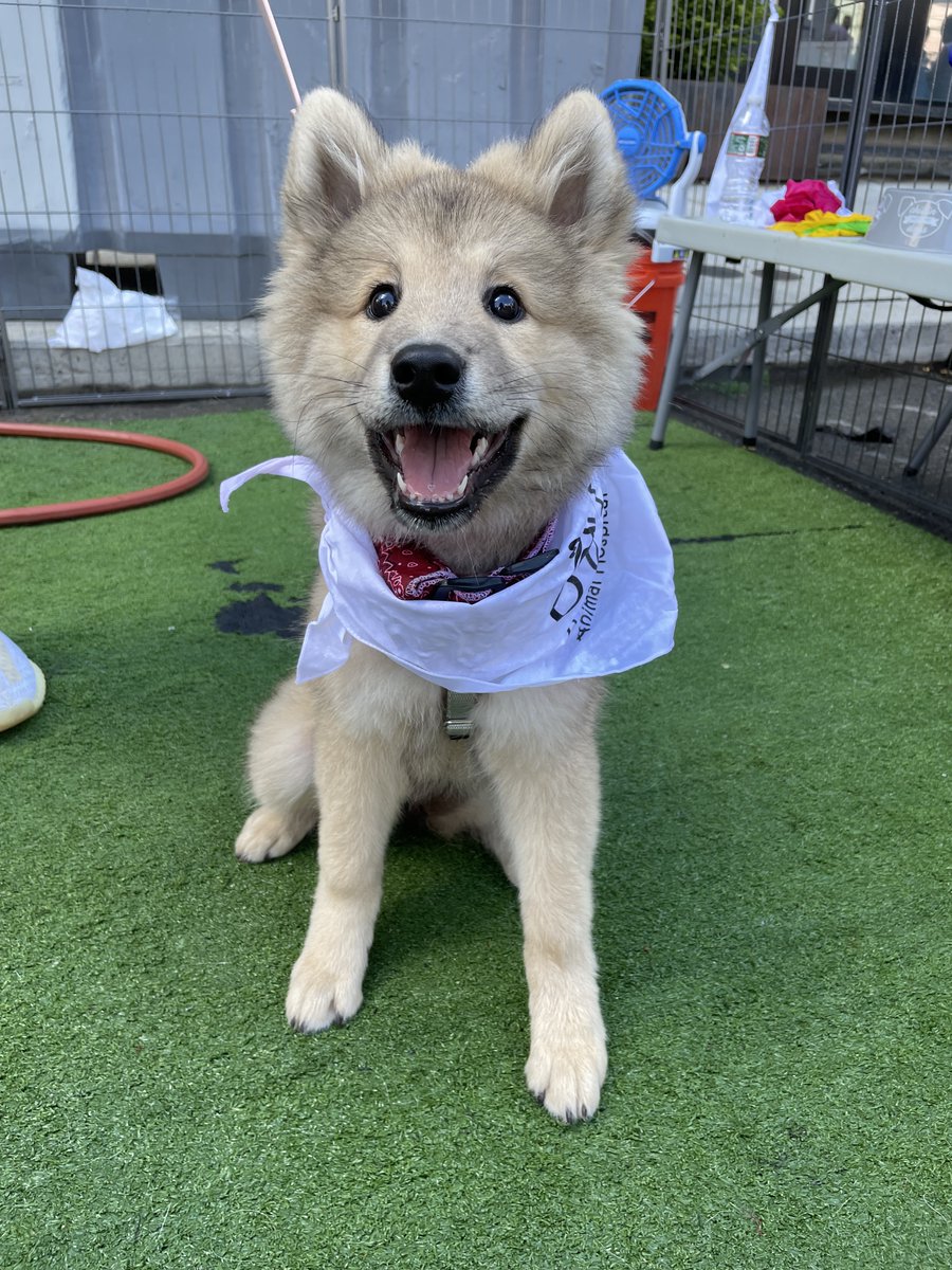 Cooling Station &amp; Photo Booth During the <a href="/2ndstfestival/">2nd Street Festival</a> was definitely pawsome! 🐾😍