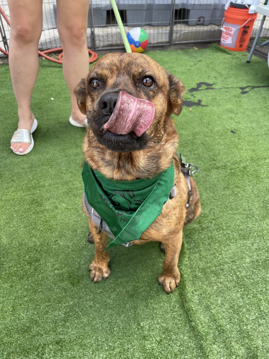 Cooling Station &amp; Photo Booth During the <a href="/2ndstfestival/">2nd Street Festival</a> was definitely pawsome! 🐾😍