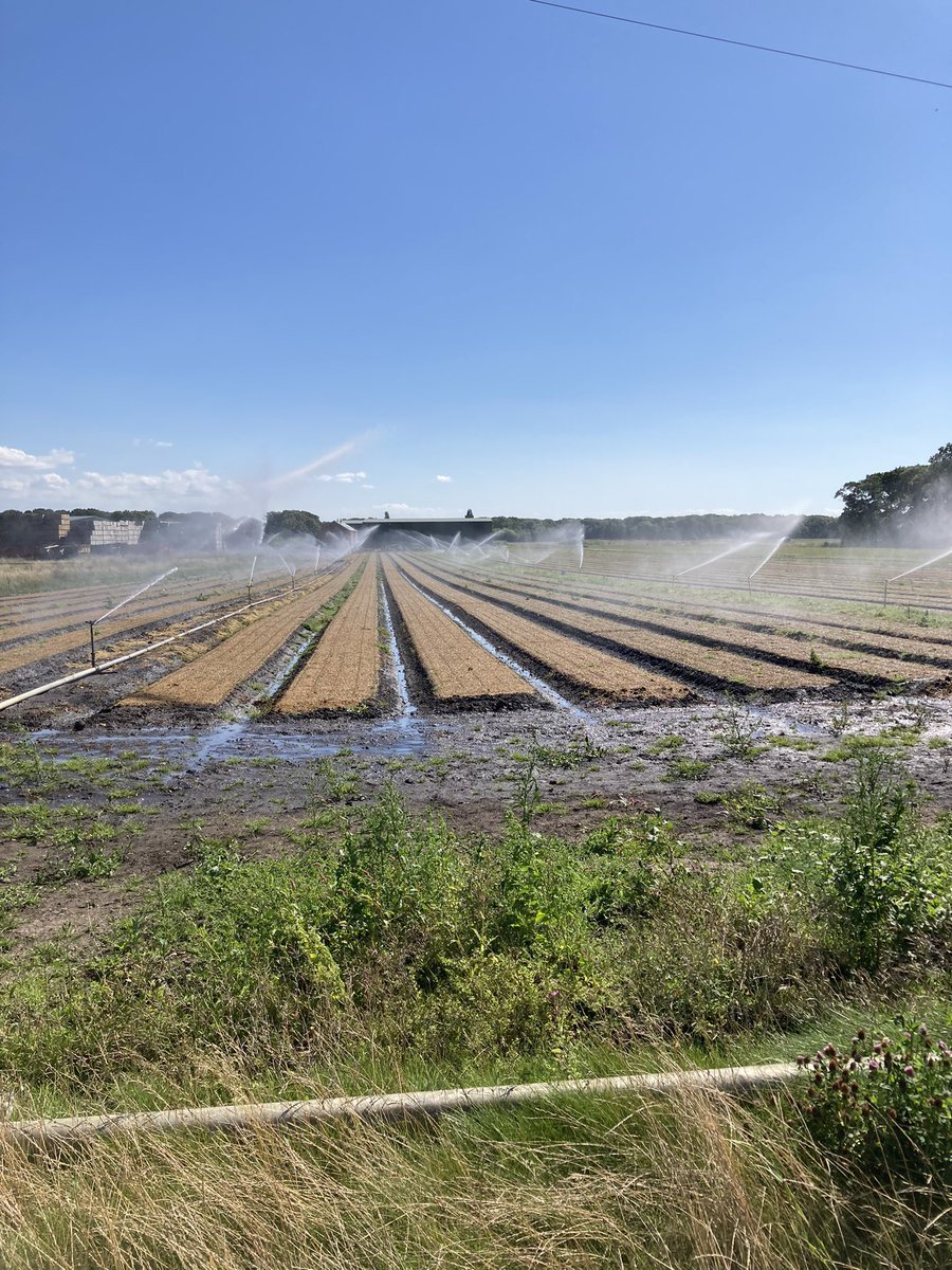 Some of our crops looking great in the sun 🌞 <a href="/WillRimmer1/">Will_Rimmer</a> <a href="/LiamCupit/">Liam Cupit</a> <a href="/jamie_dewhurst/">J & A Growers Ltd</a>
