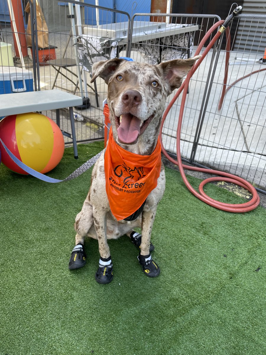 Cooling Station &amp; Photo Booth During the <a href="/2ndstfestival/">2nd Street Festival</a> was definitely pawsome! 🐾😍