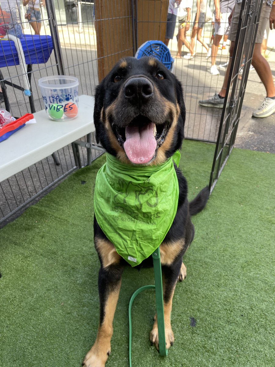Cooling Station &amp; Photo Booth During the <a href="/2ndstfestival/">2nd Street Festival</a> was definitely pawsome! 🐾😍