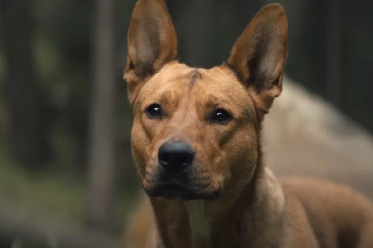 GailSimone's tweet image. BEST SUPPORTING ACTOR