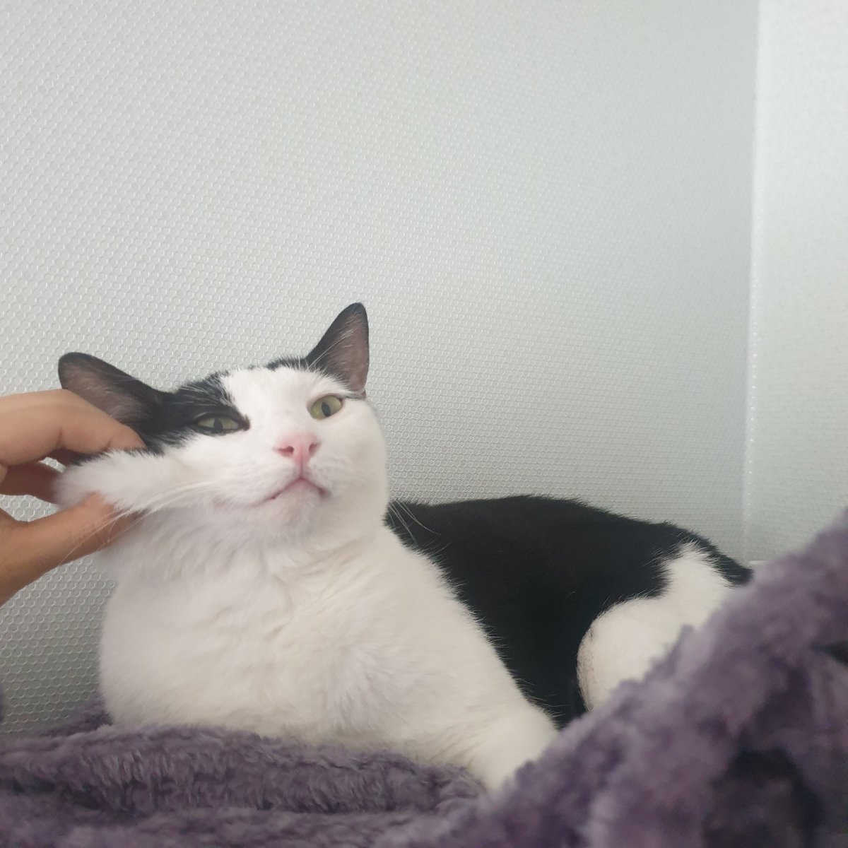 고양이의 날에
보름이 볼 잡기 냥