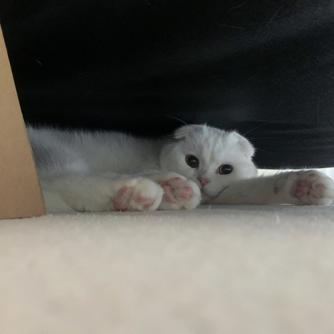 I think Xixi is sulking because the day is almost over but I haven't greeted her a Happy International Cat Day yet. 😅