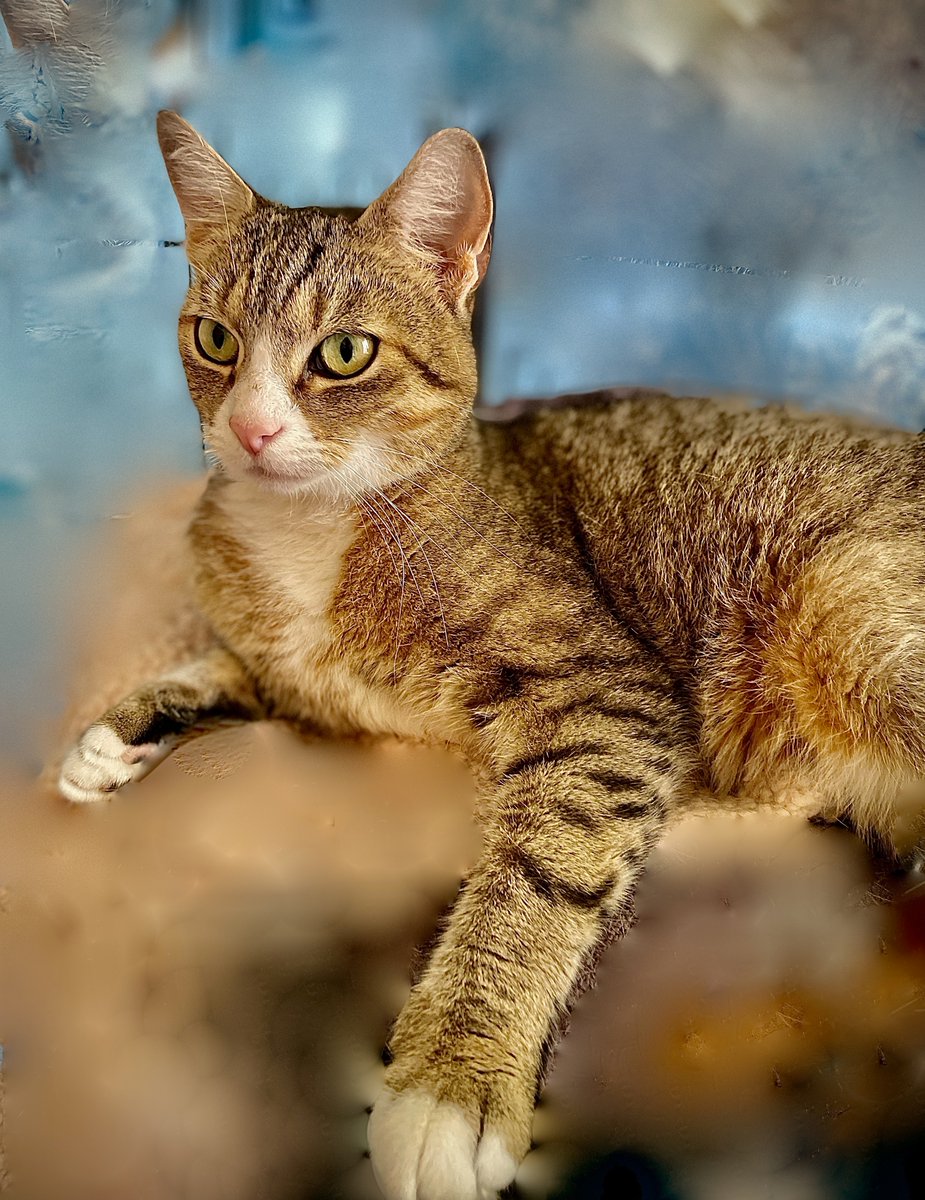 RappCatsAdopt's tweet photo. โจ Beautiful Sadie โจ This girl is SO expressive. She's going to be some lucky person's 'soul cat'๐ #Virginia #NoVA #DC #WashingtonDC #Maryland #cats #pets #rescue #AdoptDontShop #CatsOfTwitter #Monday #mondaythoughts #PositiveVibes #positiveenergy #MondayMood #luv #love #soul5 https://t.co/EbgEZwkF5M