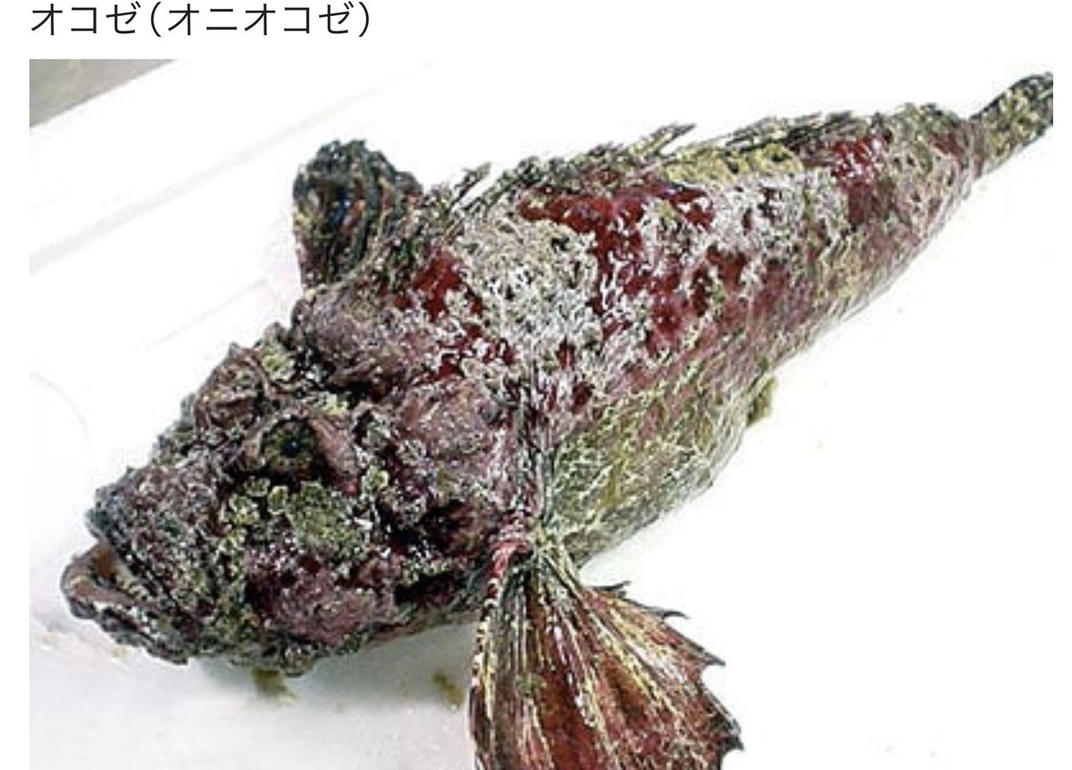 kampotarou's tweet photo. 市場で珍しい魚発見。見た目悪い＝美味しいと考え購入。
捌いて刺身は美味しがったが、指に棘が刺さって激痛😱 調べたら危ない魚だった
先に言って〜😤

どんな時も紅麹6粒。指も大事だが将来の大病を防ぎます。
未病先防❗️

#毎日紅麹チャレンジ 参戦中 歴1年
#紅麹
#オコゼ
https://t.co/CafckElvaM https://t.co/cW38blgOO7