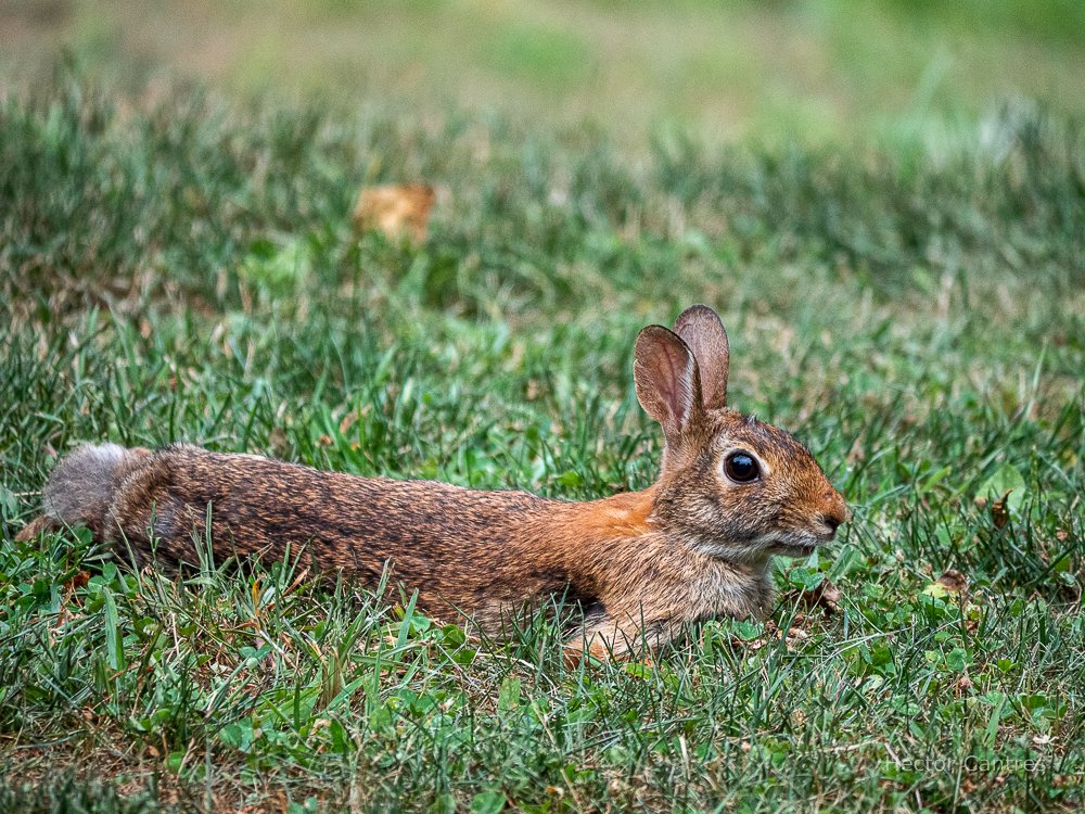 #Cute Eastern Cottontail #chilling in a #steamy #summer #evening. 

#EasternCottontail #rabbits 
#AnimalLovers #bunny #Cottontail #CuteAnimals #InternationalRabbitDay #nature #NaturePhotography #rabbits #SummerVibes #TwitterNatureCommunity #wildlife #wildlifephotography