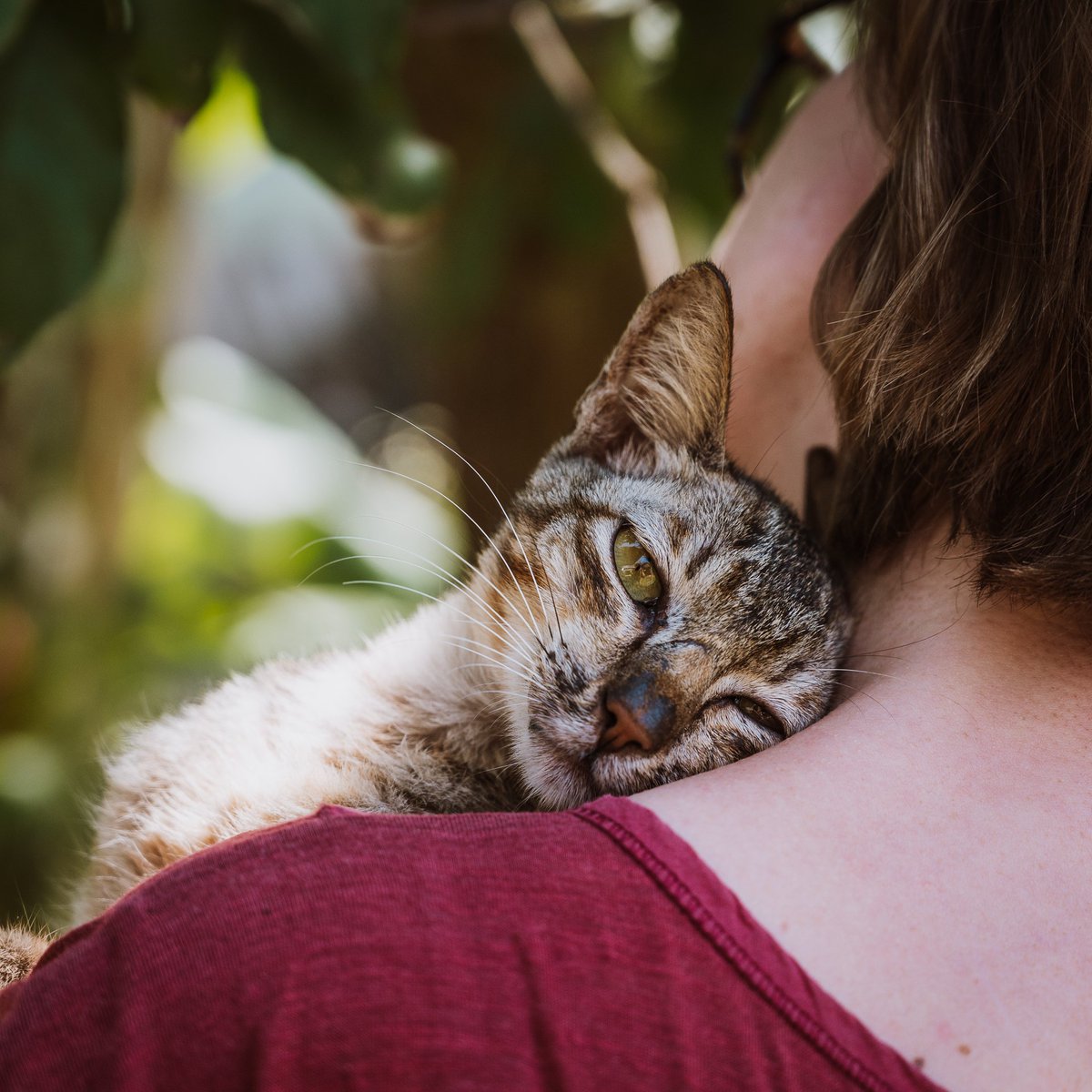 FOURPAWSUSA's tweet photo. Happy #InternationalCatDay! At FOUR PAWS, we #FightForCats around the world! We are working to end the dog and cat meat trade and protect #straycats with the help of our partners in the US and overseas @smush_official @perrys_place_la, Vietnam Cat Welfare & Paws For Compassion! https://t.co/U5Ti3Vs1zq