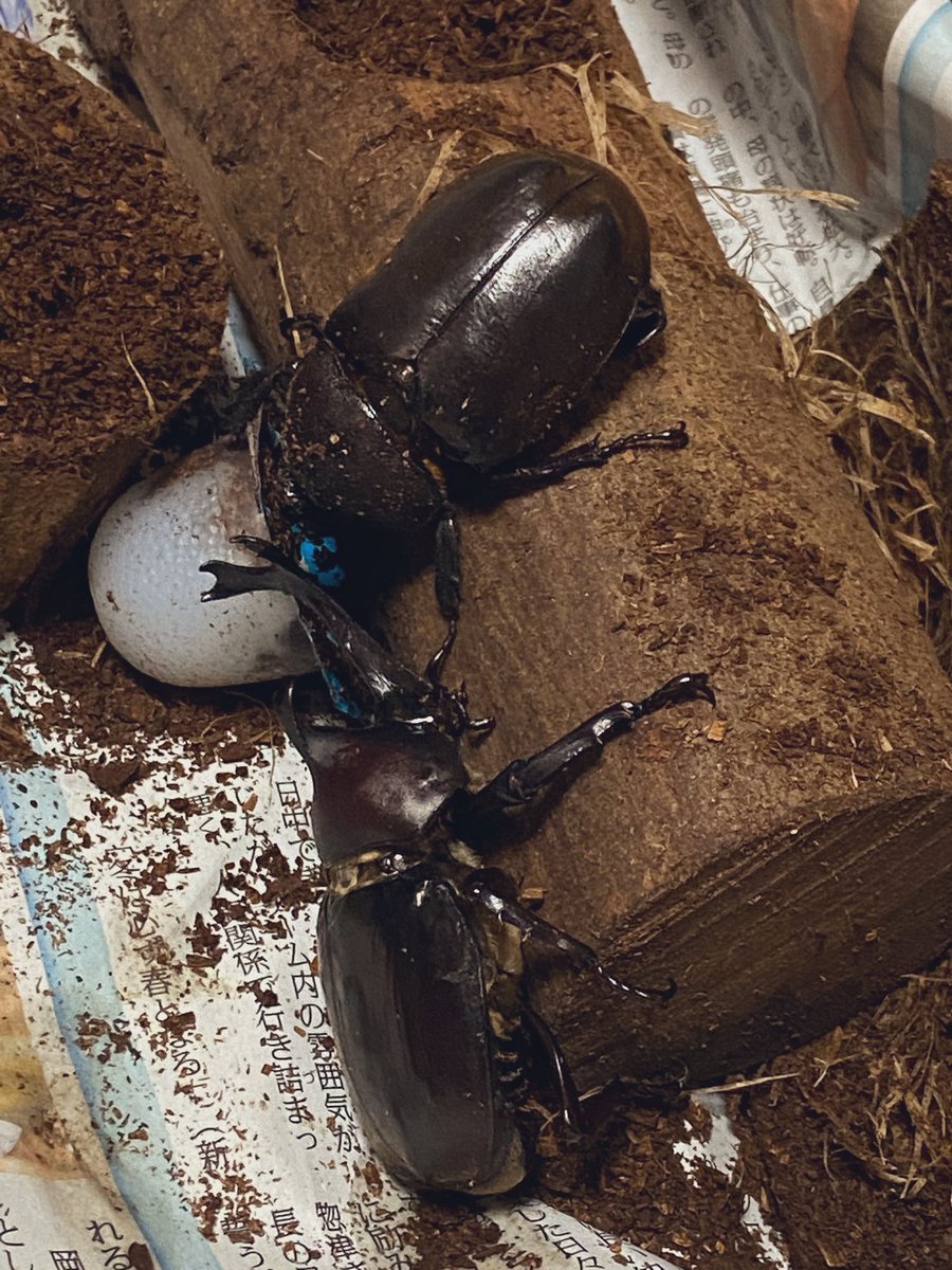 かとえ Alpha Orionis Twitter