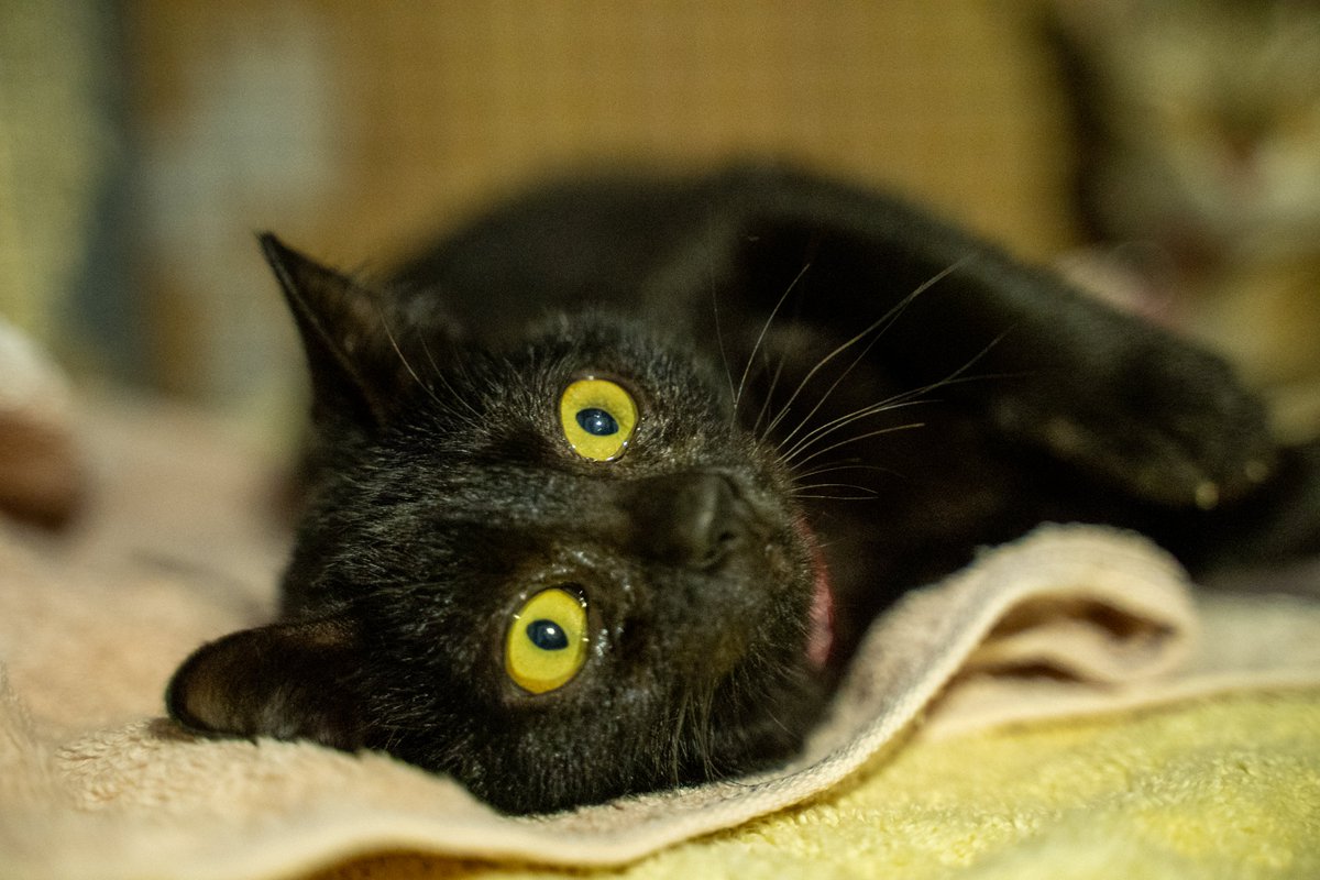 FOURPAWSUSA's tweet photo. Happy #InternationalCatDay! At FOUR PAWS, we #FightForCats around the world! We are working to end the dog and cat meat trade and protect #straycats with the help of our partners in the US and overseas @smush_official @perrys_place_la, Vietnam Cat Welfare & Paws For Compassion! https://t.co/U5Ti3Vs1zq