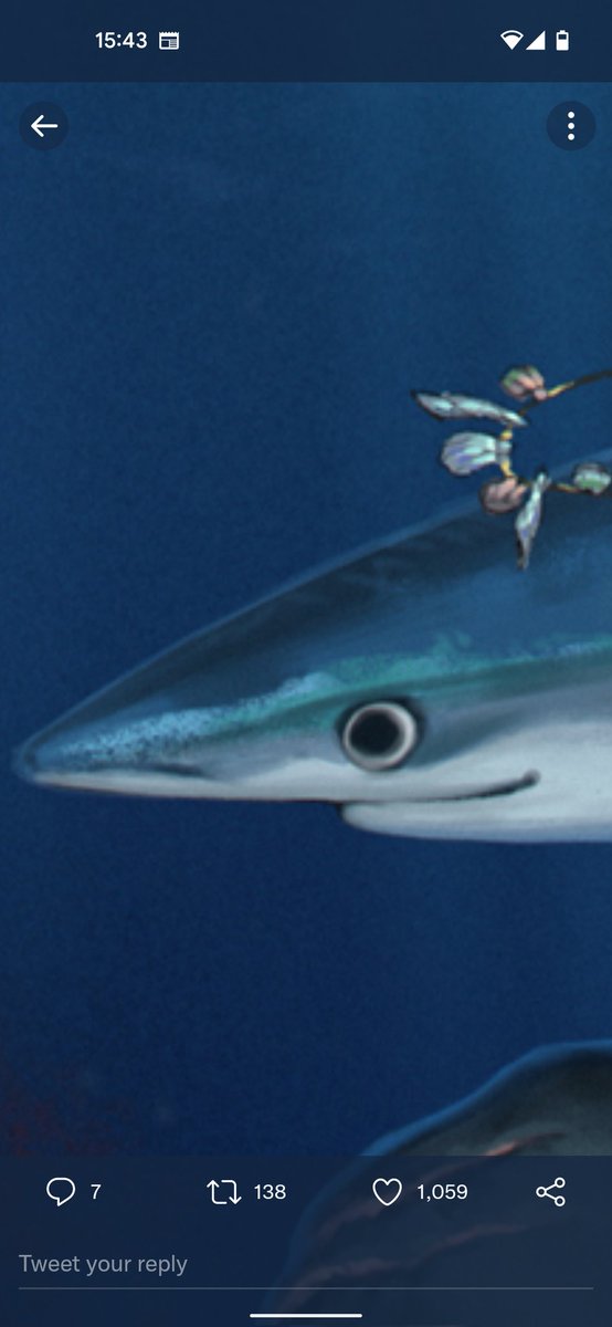 ArchiesOddities's tweet photo. @EllirhShaan Honestly obsessed with this lil guy 🦈 https://t.co/KZkY4pkSwO